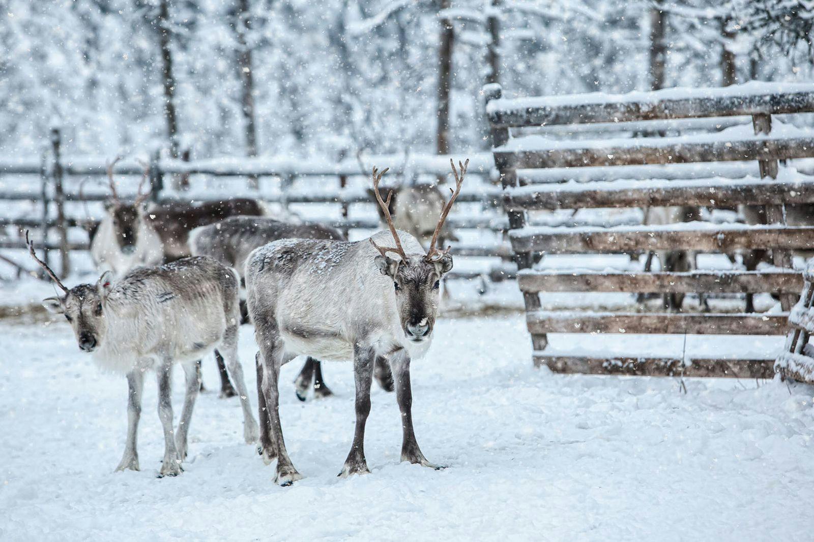 Santa's Grotto at Peebles Hydro Hotel