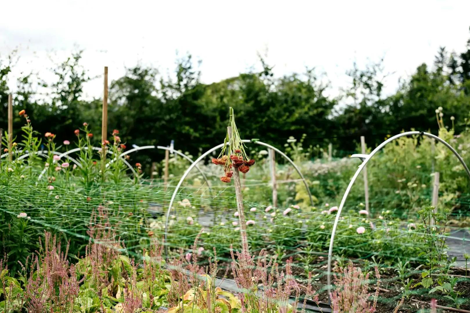 Tomnah’a Market Garden flower picking workshop