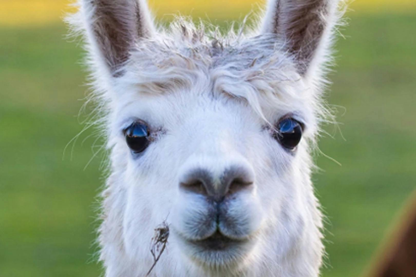 Action Glen at Crieff Hydro