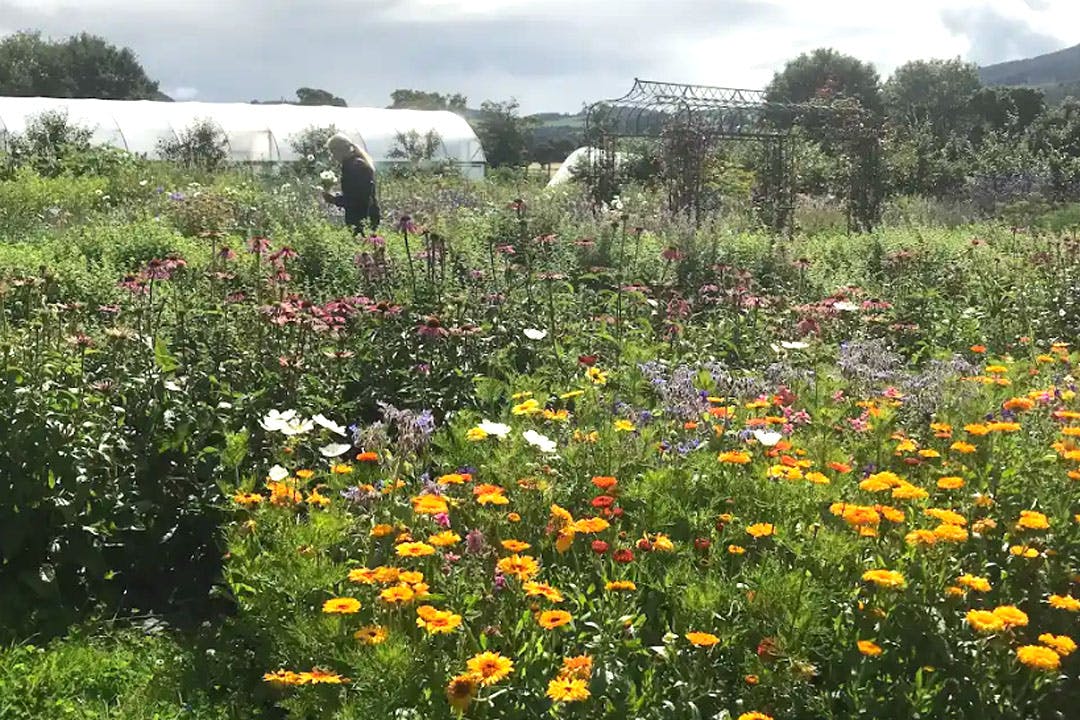 Tomnah’a Market Garden flower picking workshop