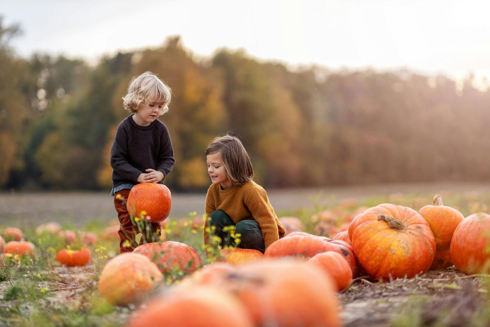 Alpacas of Scotland Experiences