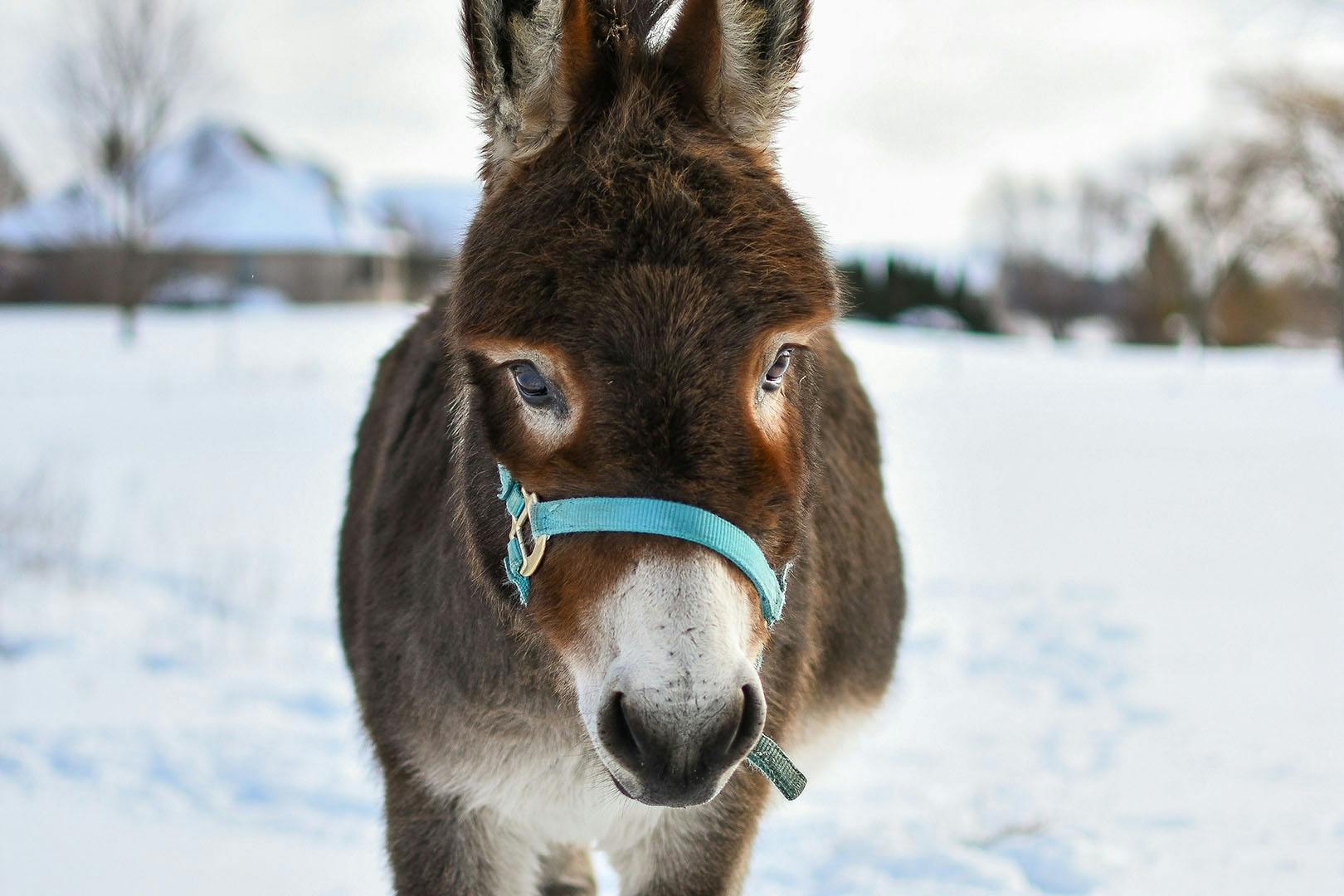 Enchanted Winter Festival