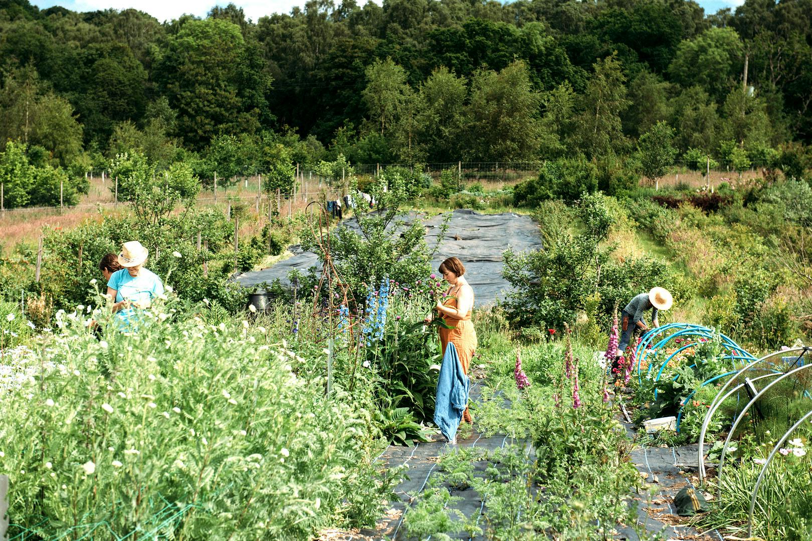 Tomnah’a Market Garden flower picking workshop