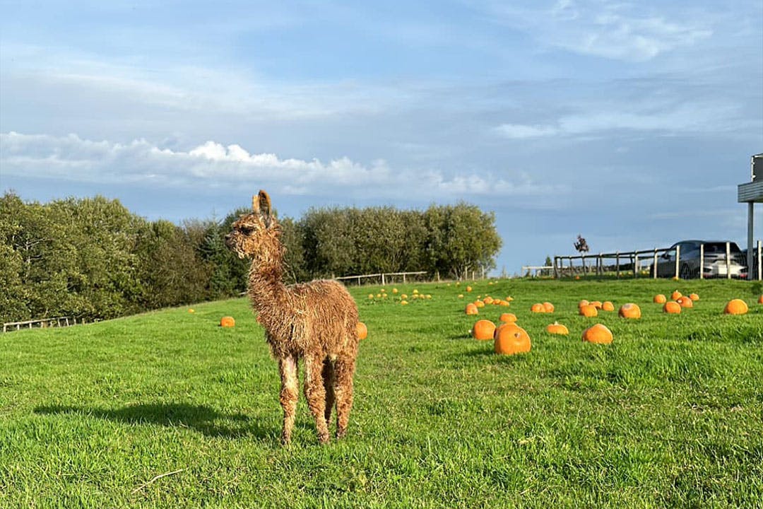 Alpacas of Scotland Experiences