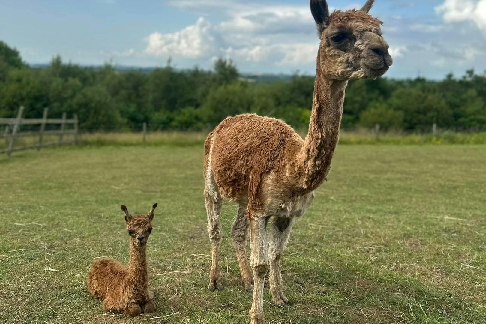 Alpacas of Scotland Experiences