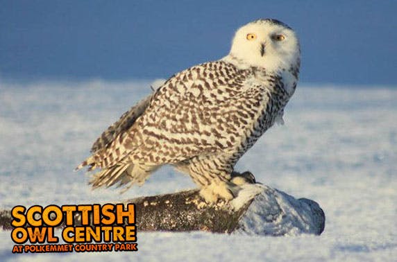 Scottish Owl Centre