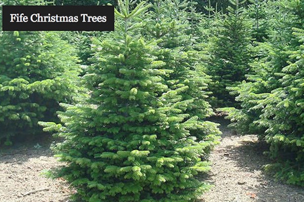 Fife Christmas Trees