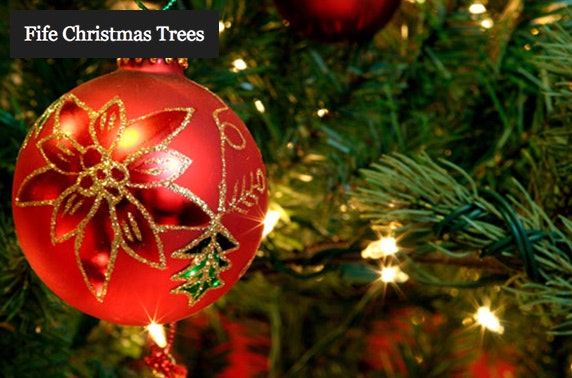 Nordmann Fir Christmas trees - from £19
