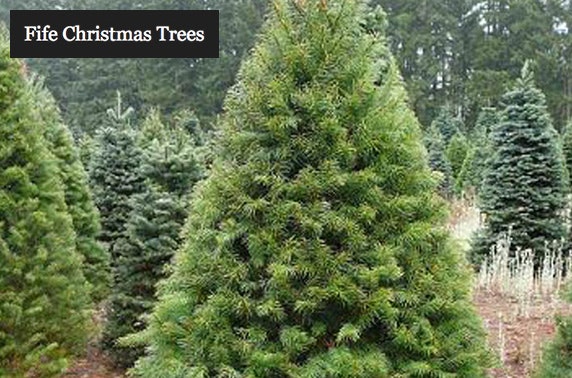 Nordmann Fir Christmas trees - from £19