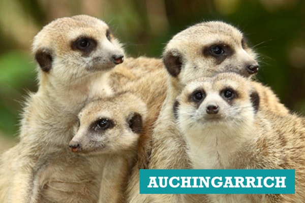 Auchingarrich Wildlife Centre 