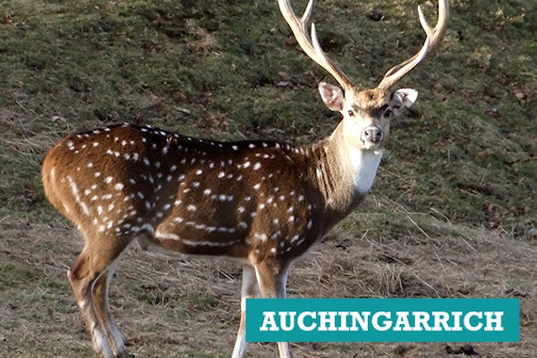 Auchingarrich Wildlife Centre 