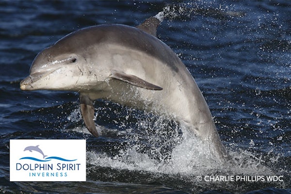 Dolphin Spirit Inverness