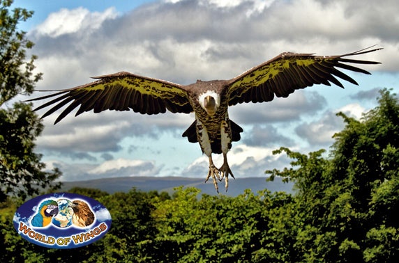 World of Wings birds of prey centre, Cumbernauld