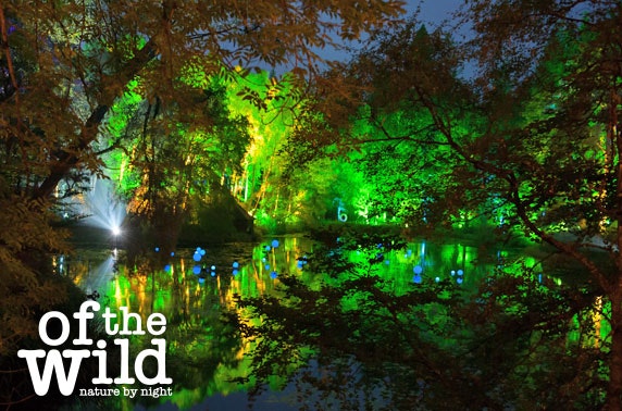 The Enchanted Forest 2018, Pitlochry