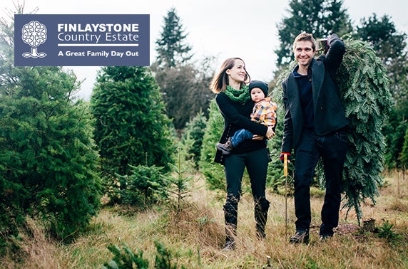 Real Christmas trees, Finlaystone Country Estate