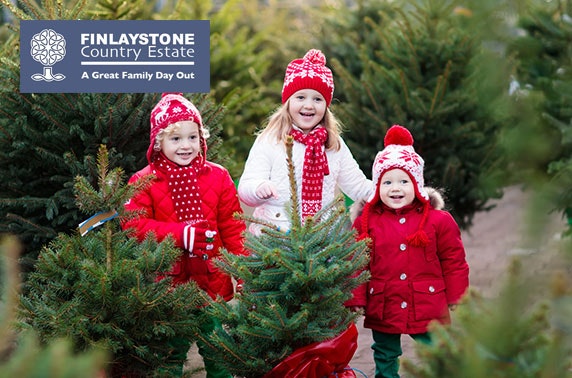 Real Christmas trees, Finlaystone Country Estate