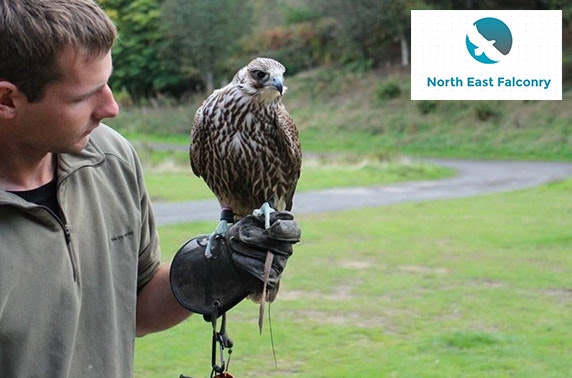 North East Falconry hawk walks, Tyne & Wear