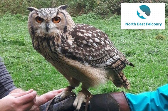 North East Falconry hawk walks, Tyne & Wear