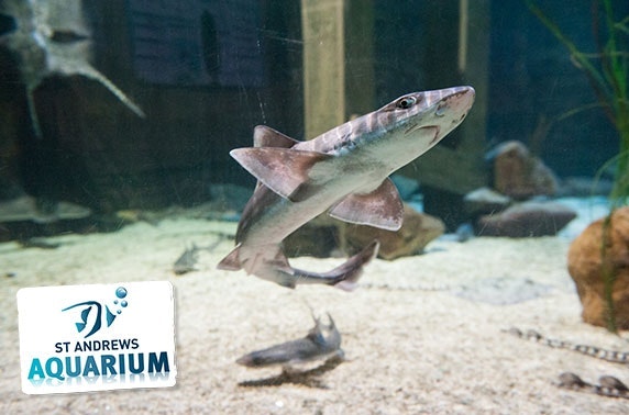 St Andrews Aquarium feeding experiences
