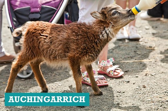 Auchingarrich Wildlife Park tickets - from £4pp