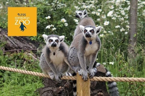 Edinburgh Zoo After Hours – adults only!