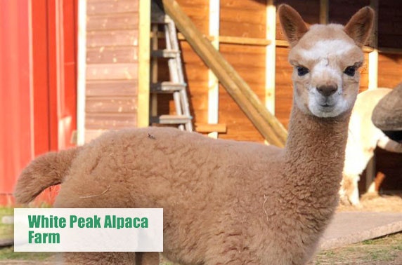 Adorable Alpaca Cuddling Experience Itison