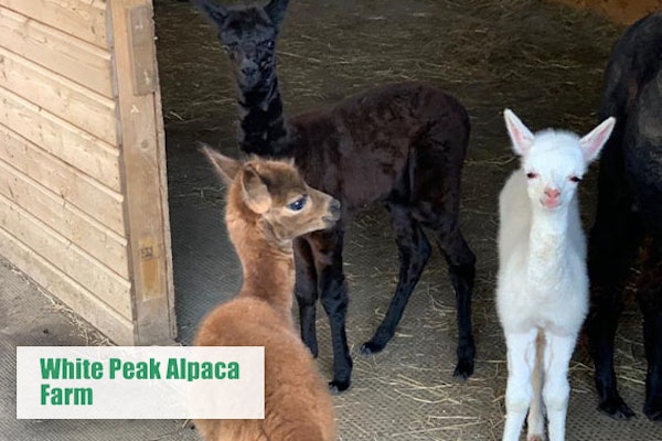 White Peak Alpaca Farm