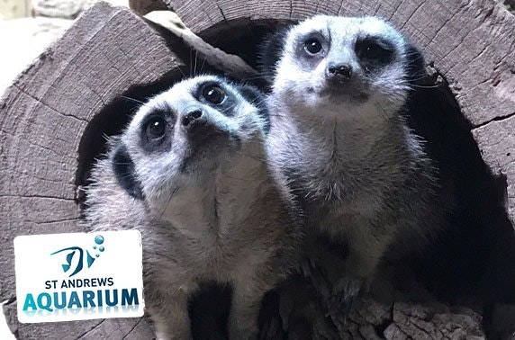 Adopt a meerkat, seal or penguin with St Andrews Aquarium