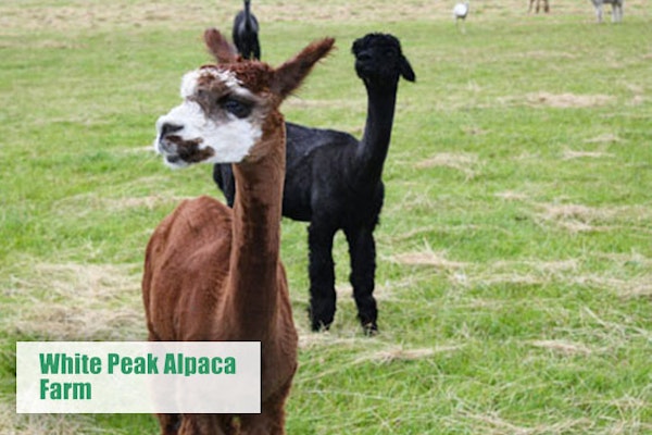 White Peak Alpaca Farm