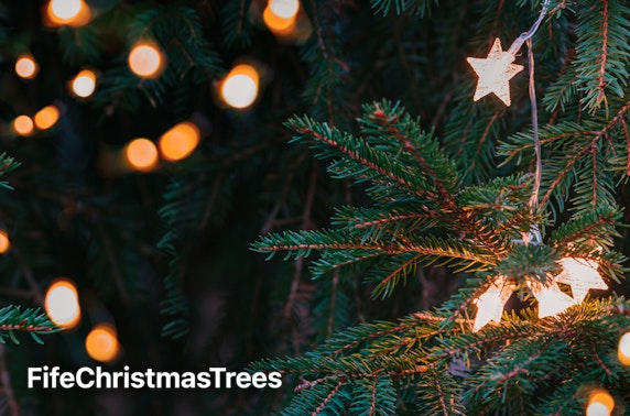 Nordmann or Fraser Fir Christmas trees, Fife