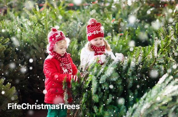 Nordmann or Fraser Fir Christmas trees, Fife
