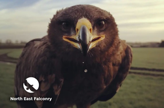 North East Falconry hawk walks