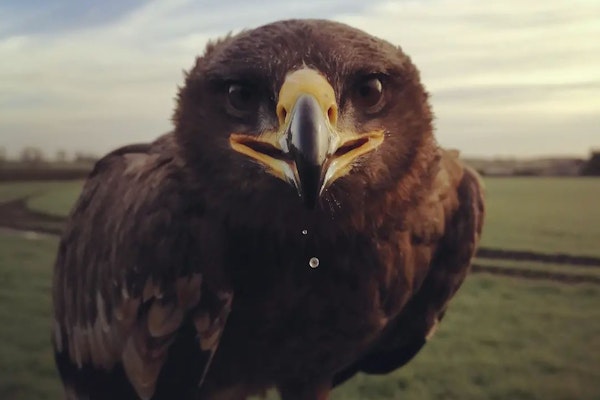 North East Falconry