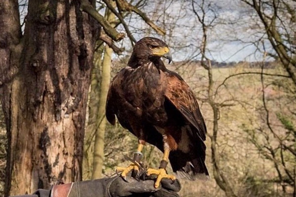 North East Falconry