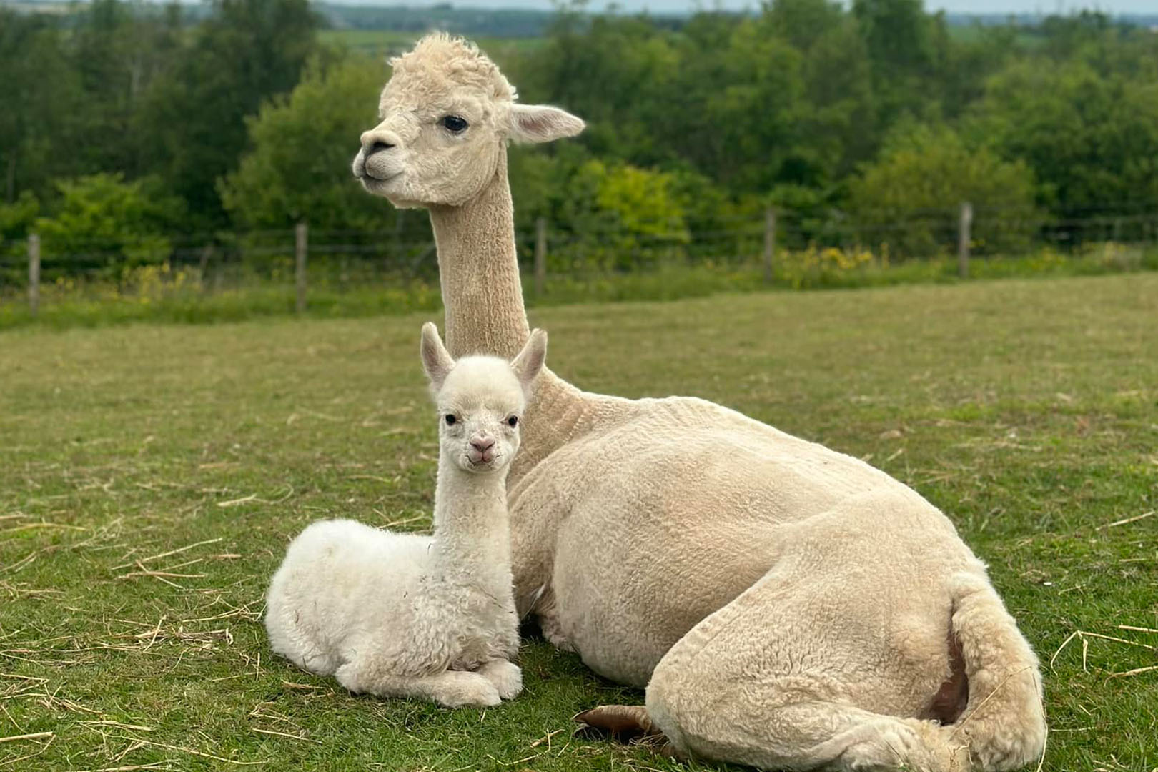 Hannahston Alpacas itison