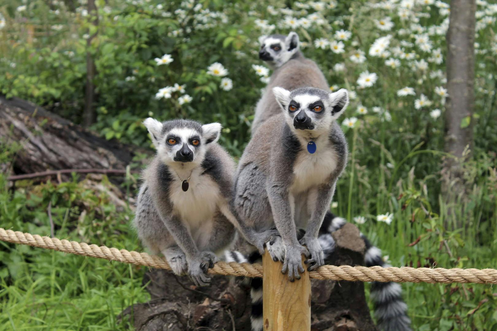 Edinburgh Zoo Winter Village 