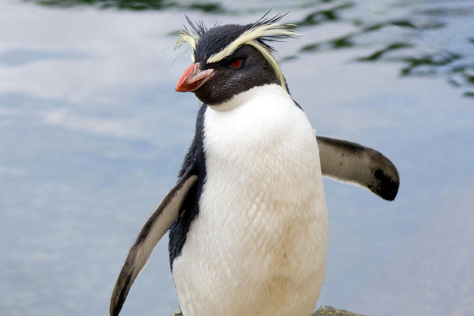 Edinburgh Zoo Winter Village 