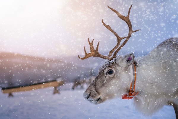 Crieff Hydro reindeer experience