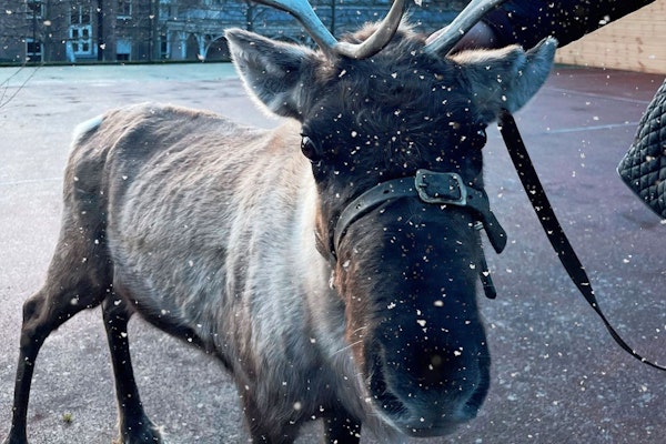Crieff Hydro reindeer experience