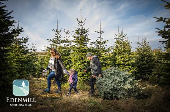 Nordmann Fir Christmas trees, Blanefield